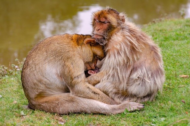 Wrocławskie zoo jako jedyne rozmnożyło parę gibonów białopoliczkowych