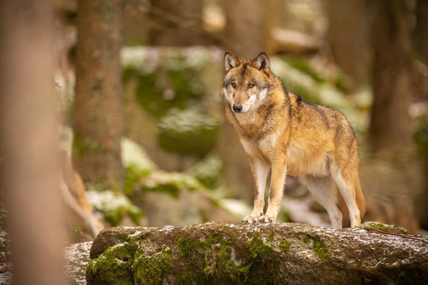 Trwają dalsze poszukiwania groźnego wilka spod Kamiennej Góry