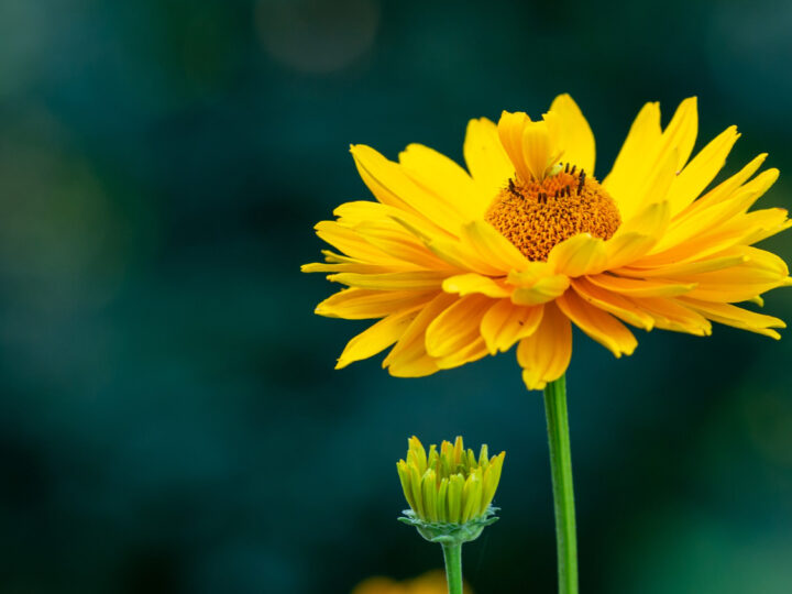 Czym są dobrze widoczne żółte kwiaty w Karkonoszach?