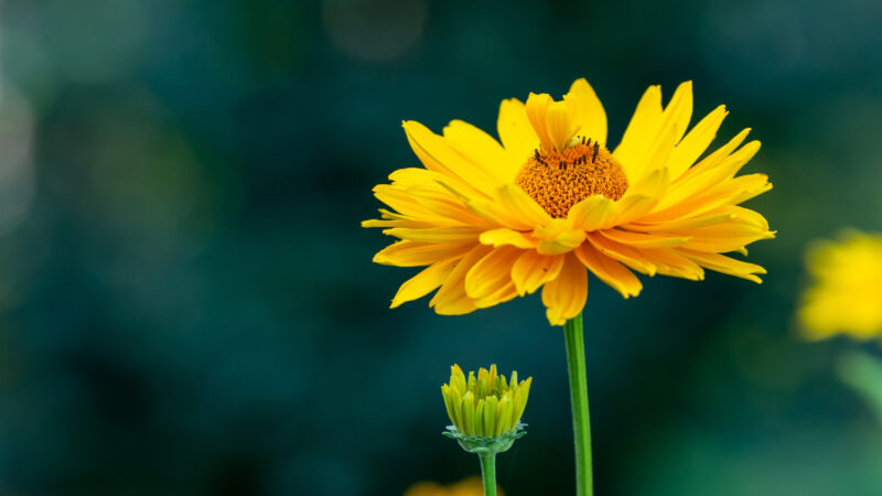 Czym są dobrze widoczne żółte kwiaty w Karkonoszach?