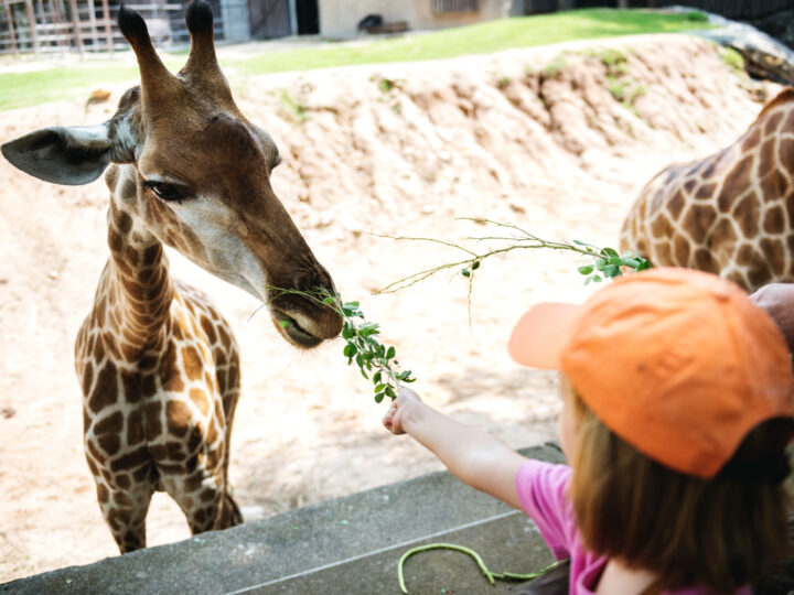 Historia i przyszłość lwiej przestrzeni we wrocławskim ZOO