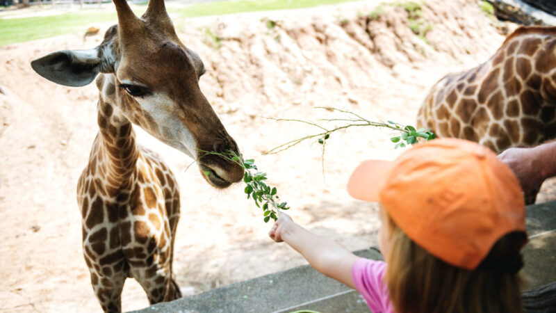 Historia i przyszłość lwiej przestrzeni we wrocławskim ZOO