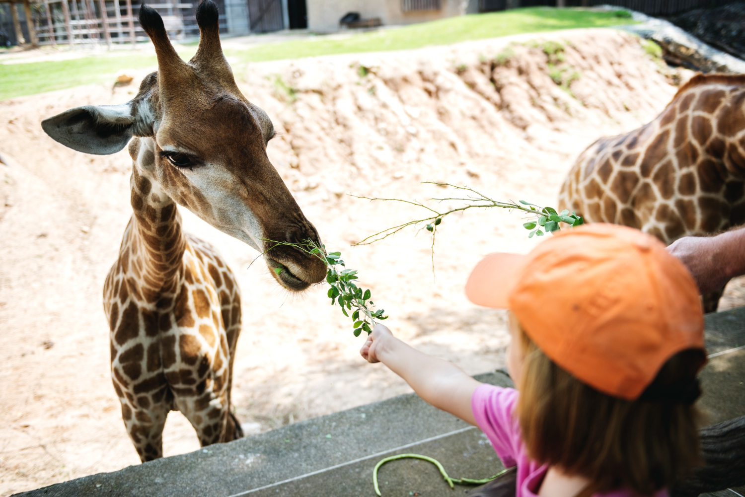 Historia i przyszłość lwiej przestrzeni we wrocławskim ZOO