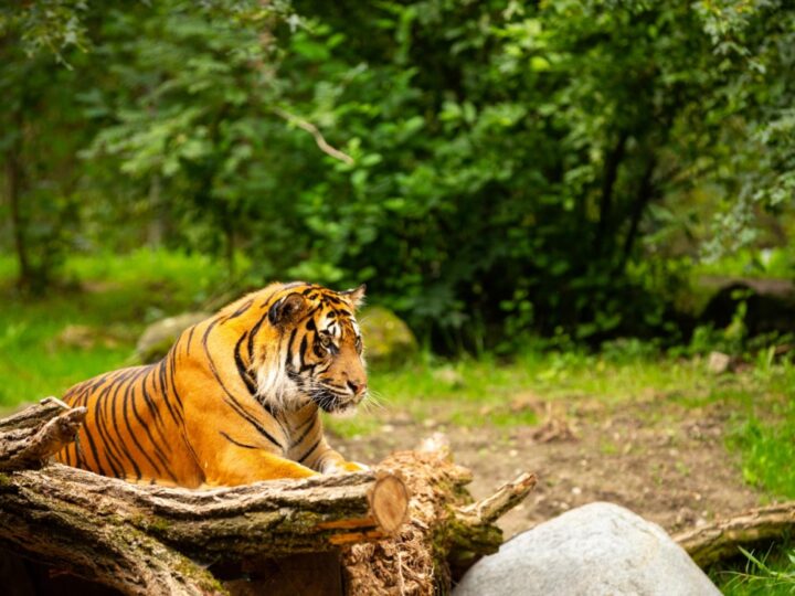 Akcja WKS i ZOO na rzecz ochrony tygrysów sumatrzańskich