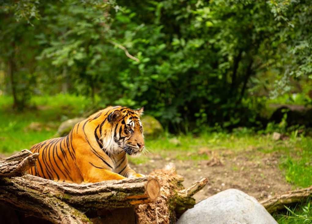 Akcja WKS i ZOO na rzecz ochrony tygrysów sumatrzańskich