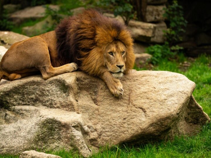 Wrocławskie ZOO zapowiada budowę nowego domu dla lwów