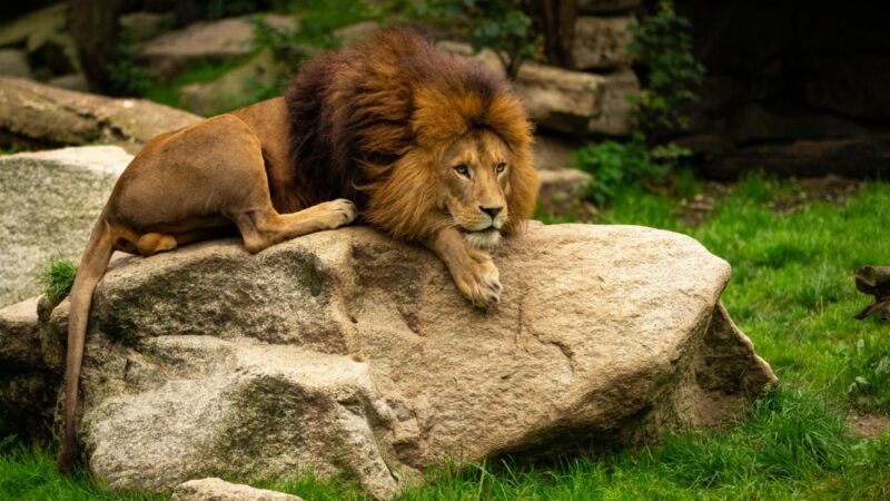 Wrocławskie ZOO zapowiada budowę nowego domu dla lwów