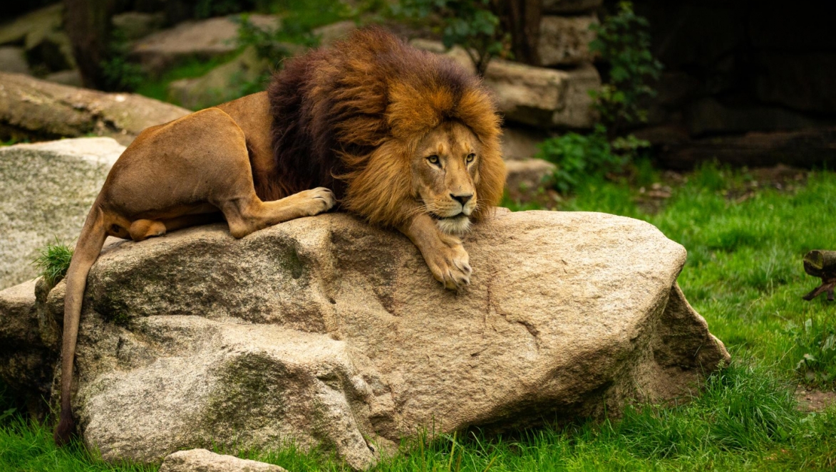 Wrocławskie ZOO zapowiada budowę nowego domu dla lwów