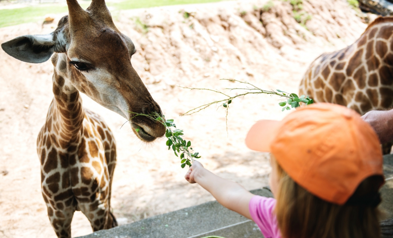 Siódmy Wild Run w ZOO Wrocław w obronie zagrożonych gatunków zwierząt