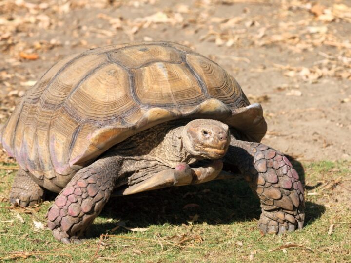 Żółwie błotne – zagrożony gatunek długowiecznych zwierząt ściśle chroniony od 1935 roku
