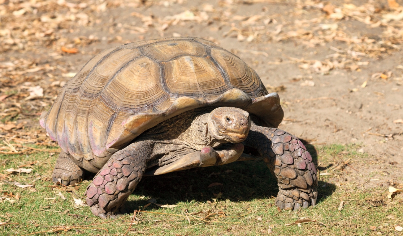 Żółwie błotne – zagrożony gatunek długowiecznych zwierząt ściśle chroniony od 1935 roku
