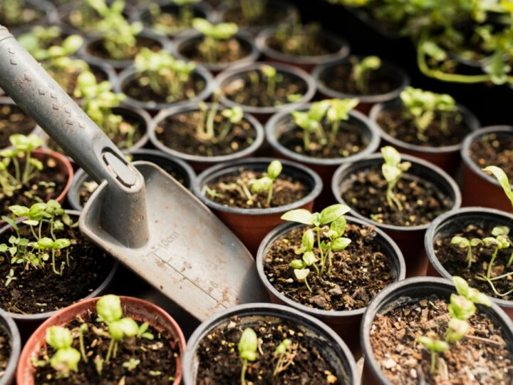Wiosenna gorączka zakupów roślin w szkółkach leśnych – trendy i preferencje ogrodników