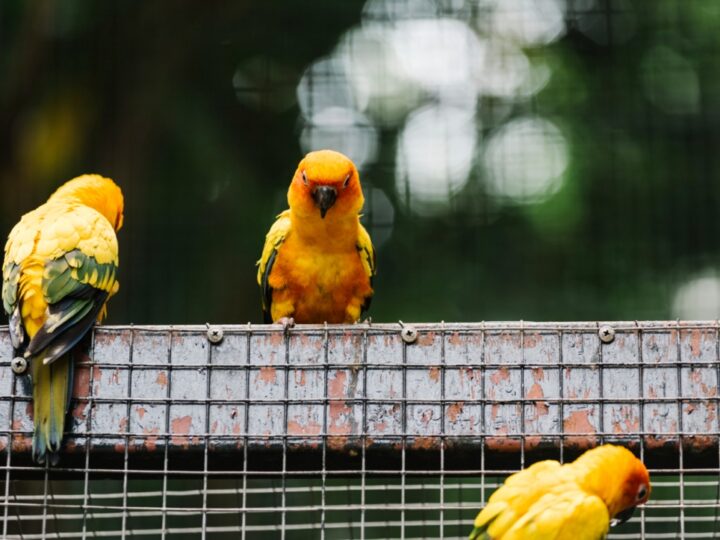 Unikalne narodziny we wrocławskim ZOO: Dwójka dzioborożców palawańskich dołącza do rodziny