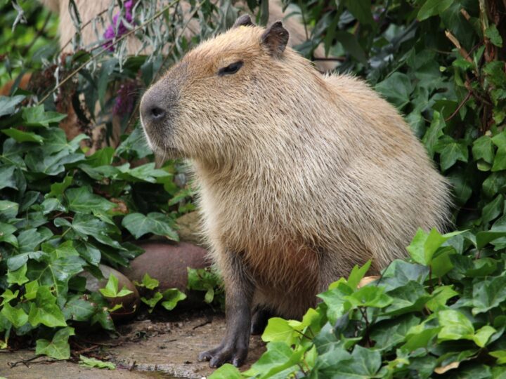 Odwiedź Wrocławskie ZOO – Nowe kapibary z Kopenhagi dołączają do rodziny