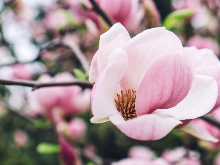 Wrocławskie Festiwal Magnolii: Wiosenne wydarzenie w Ogrodzie Botanicznym