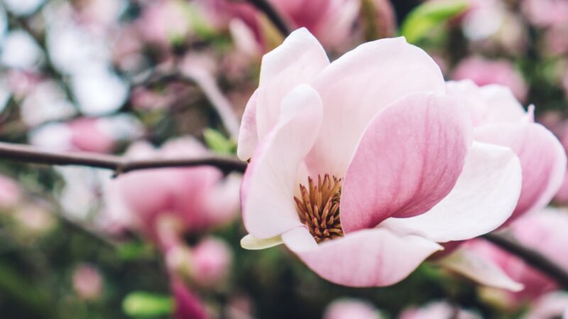 Wrocławskie Festiwal Magnolii: Wiosenne wydarzenie w Ogrodzie Botanicznym