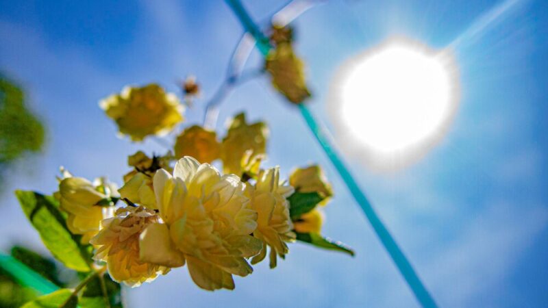 Wrocław 20.08.2025: Słoneczny dzień z temperaturą 28°C! Sprawdź prognozę!