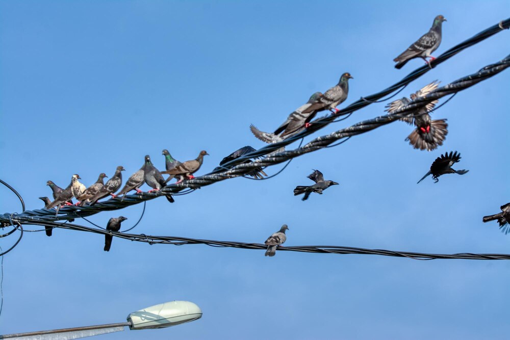 Wrocław w obronie skrzydlatych mieszkańców: Jak chronić ptaki i nietoperze w mieście?